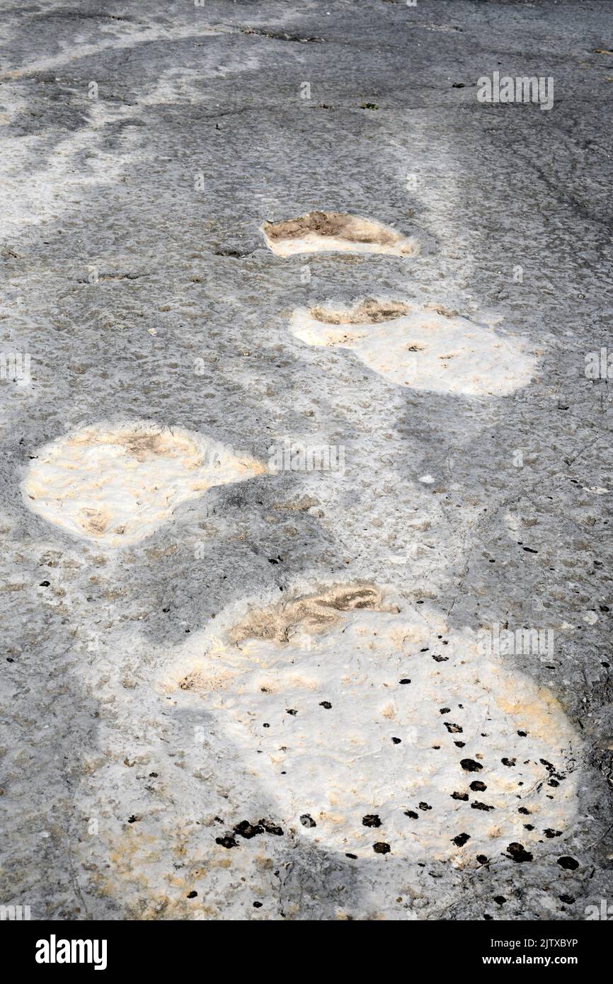 Sauropod dinosaur ichnites (footprints) from Middle Jurassic, 168 Ma ago. Print of the front and rear paws. This photo was taken in Pedreira do Stock Photo
