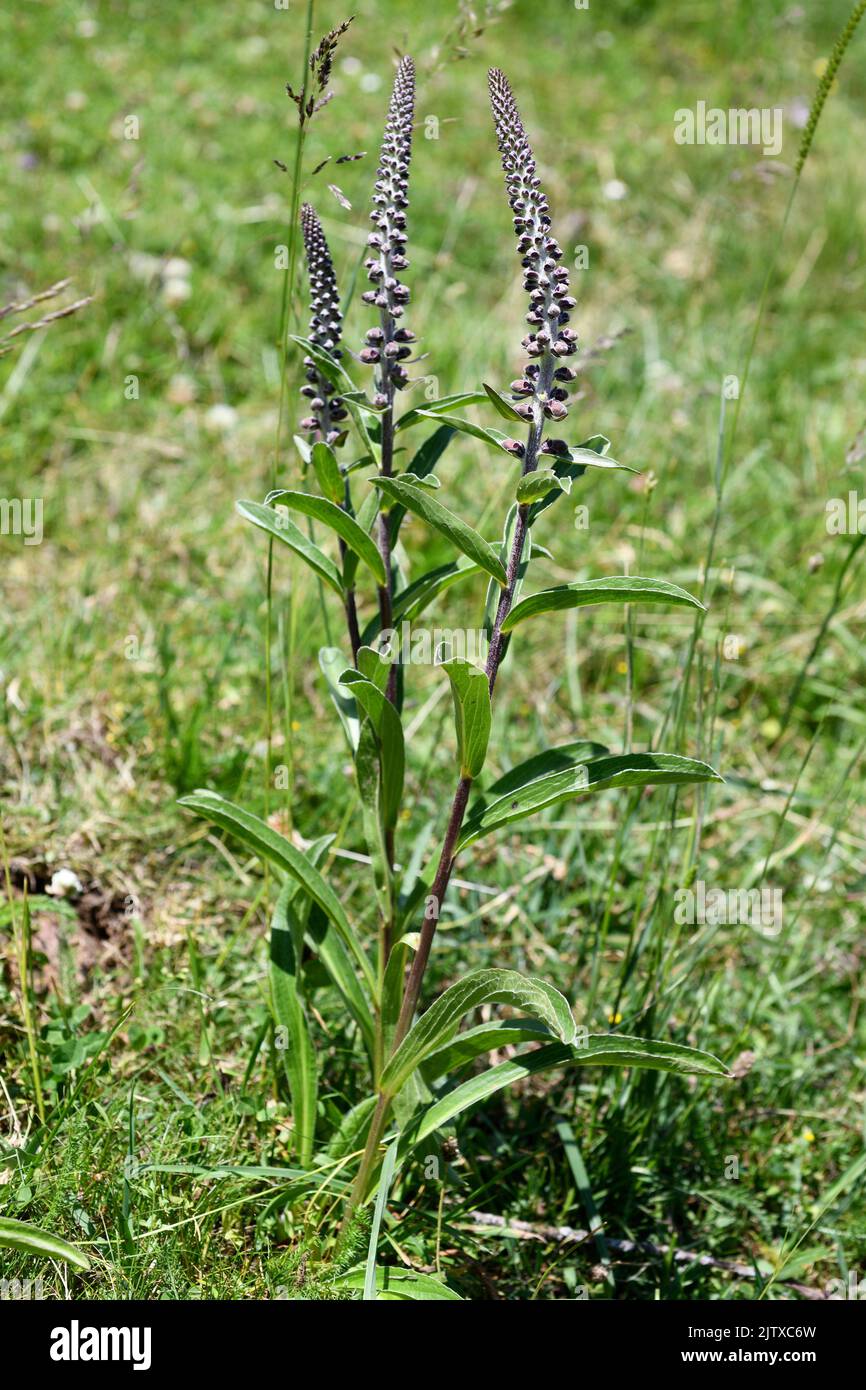 Small-flowered foxglove (Digitalis parviflora) is a toxic biennial or perennial plant endemic to center and northern Spain. This photo was taken in Stock Photo