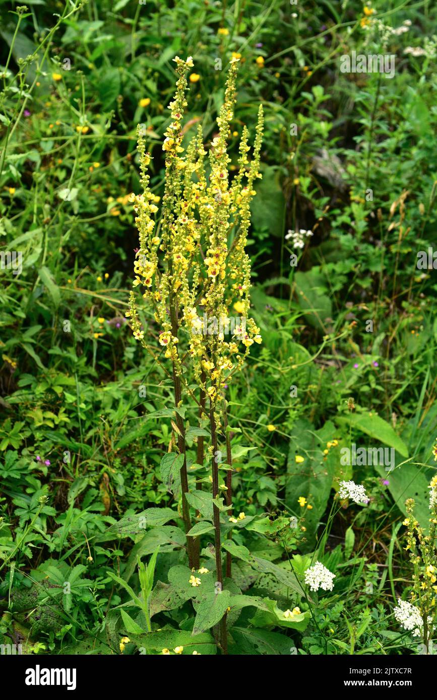 White mullein (Verbascum lychnitis) is a biennial plant native to Eurasia except in the north. This photo was taken in Val d'Aran, Lleida, Catalonia, Stock Photo