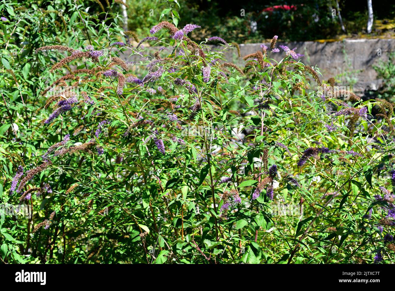 Butterfly bush or summer lilac (Buddleja davidii) is a deciduous shrub