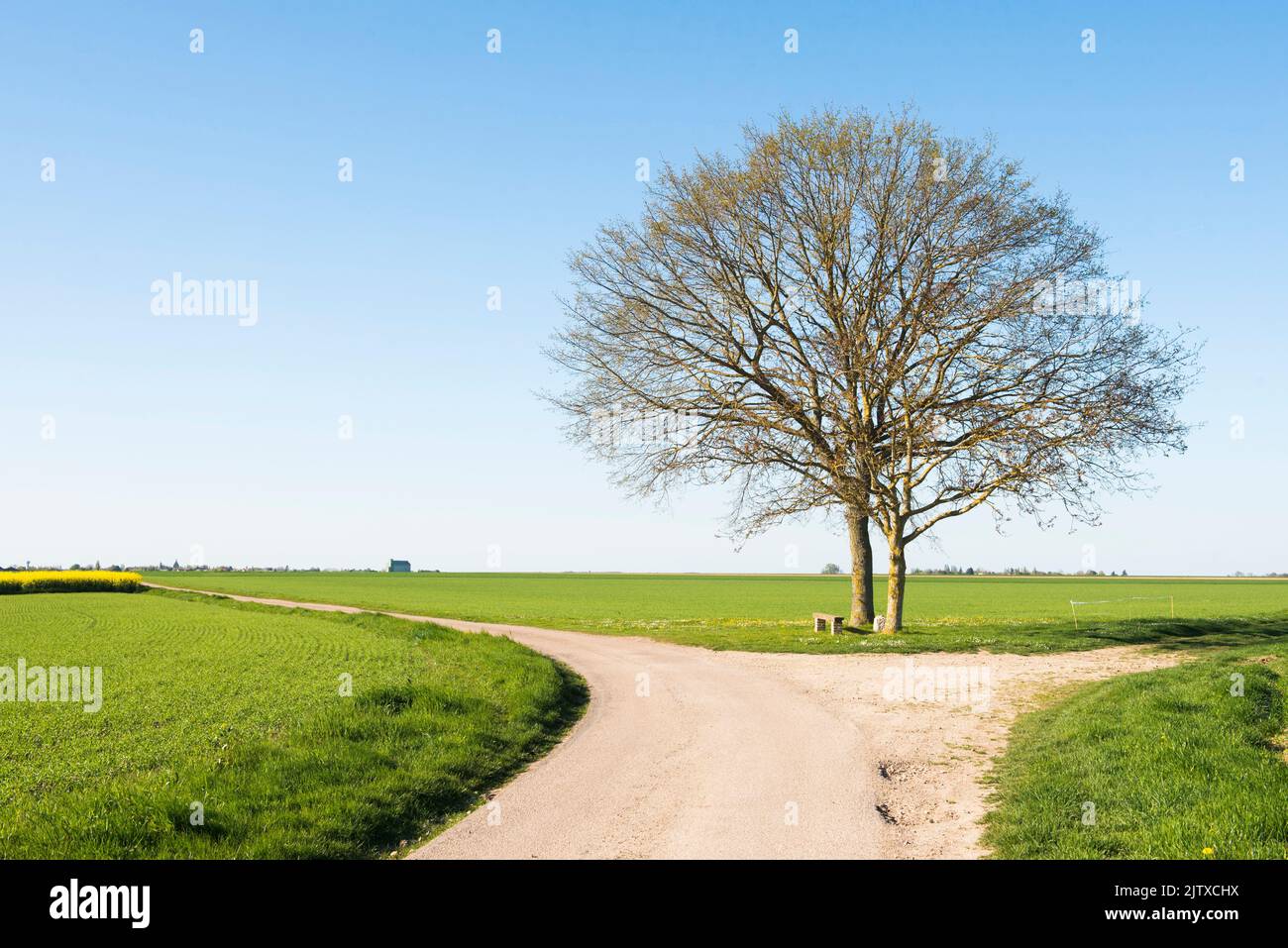 Two isolated trees in a large plain on the edge of a country road in Saint-Laurent-la-Gatine, Eure-et-Loir department, Centre-Val-de-Loire region, Stock Photo
