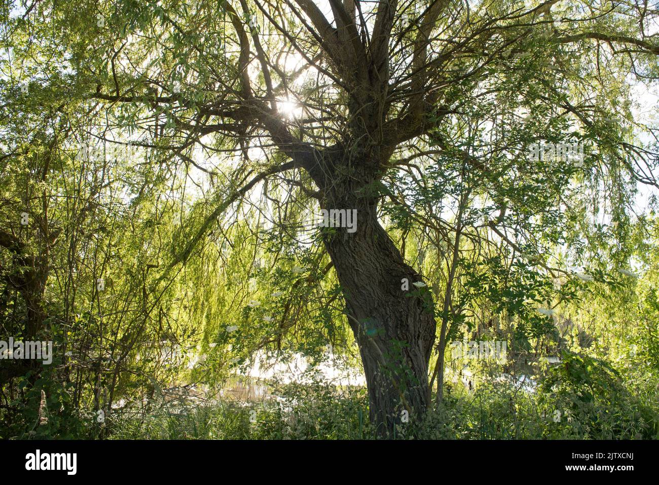 Babylon willow by the Plan d'eau de Mezieres-Ecluzelles near Dreux, Eure-et-Loir department, Centre-Val-de-Loire region, France, Europe. Stock Photo