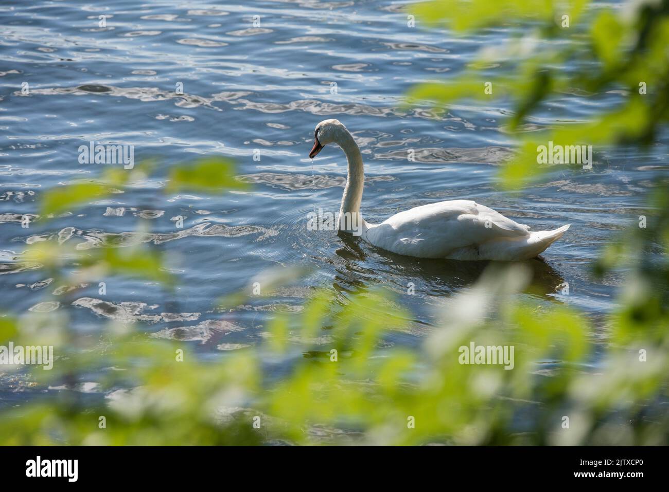 Mute swan on the Plan d'eau de Mezieres-Ecluzelles near Dreux, Eure-et-Loir department, Centre-Val-de-Loire region, France, Europe. Stock Photo