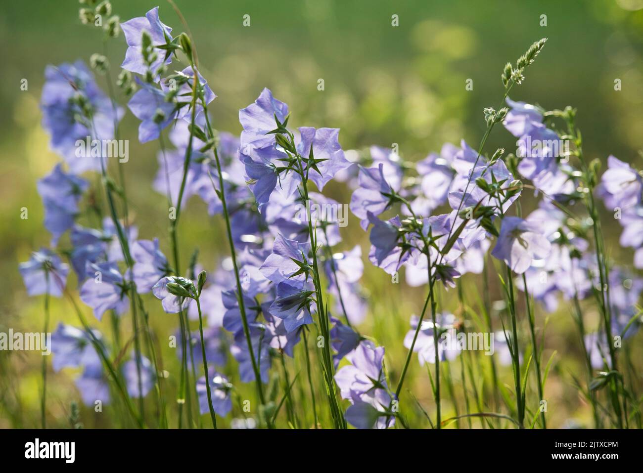 Scottish bluebell hires stock photography and images Alamy
