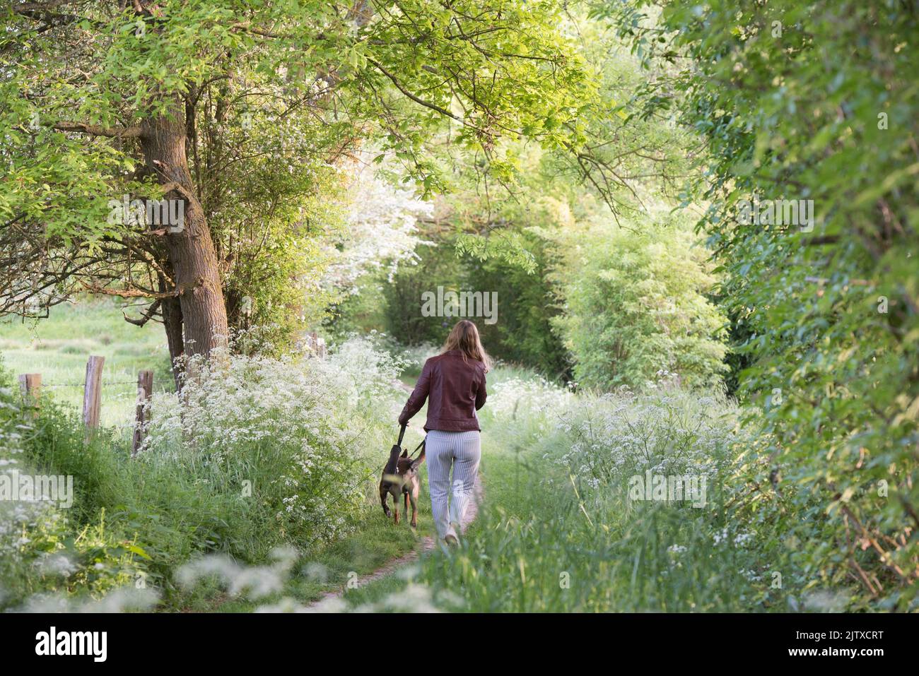Jeune femme se promenant avec son chien sur un petit sentier de campagne borde d'ombelliferes en lisiere de foret, Departement d'Eure-et-Loir, region Stock Photo