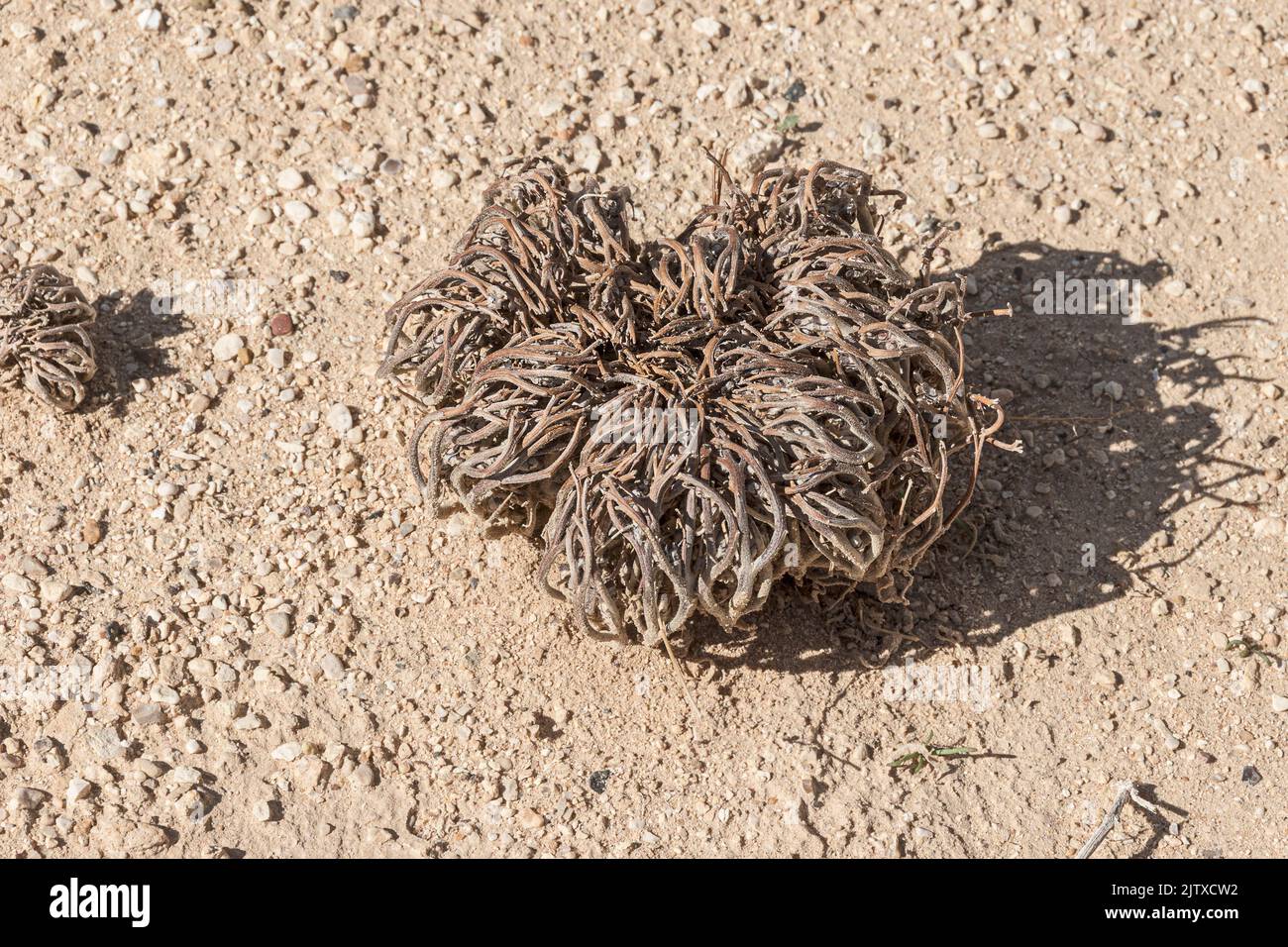 dead looking True Rose of Jericho Anastatica hierochuntica plant in the dormant state in an extremely arid habitat in the Arava Desert in Israel Stock Photo
