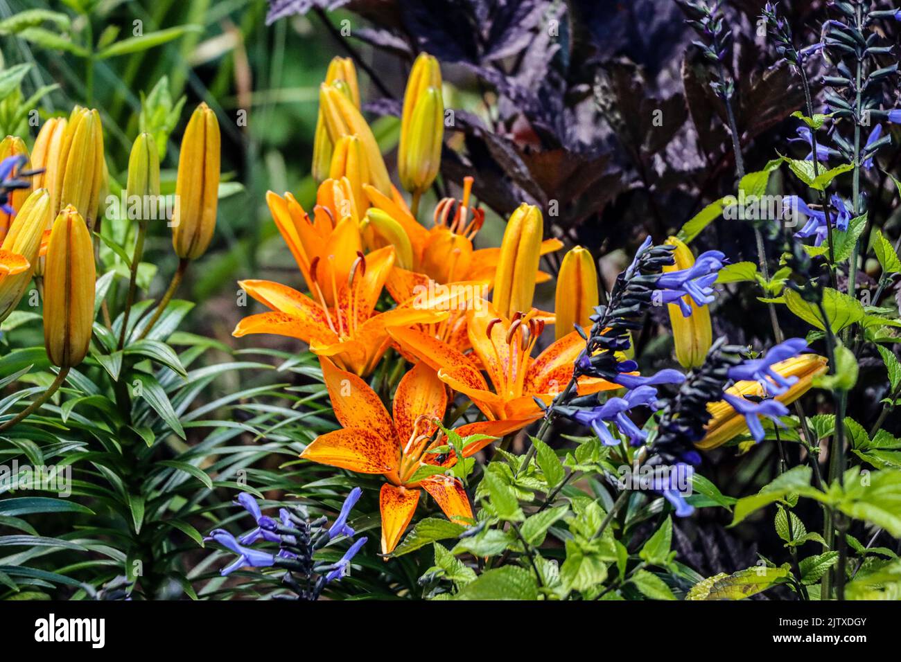 Orange Lilium (Liliaceae) with small blue flowers that look like either Salvia or Penstemon. at Butchart Gardens located in Brentwood Bay, British Stock Photo