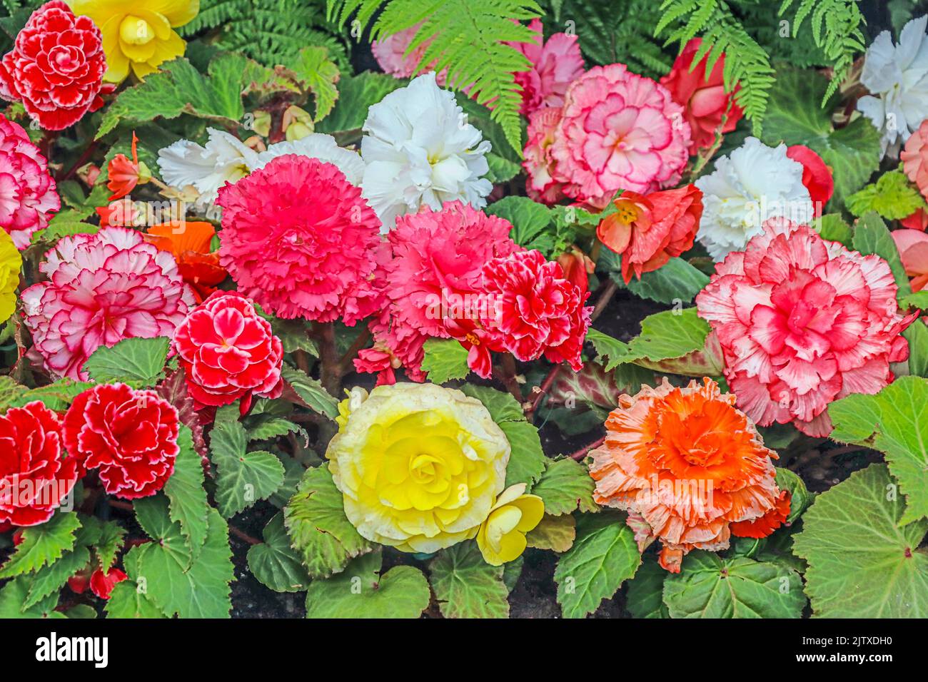 A bed of colorful Begonias (Begoniaceae) at Butchart Gardens located in Brentwood Bay, British Columbia, Canada. Stock Photo