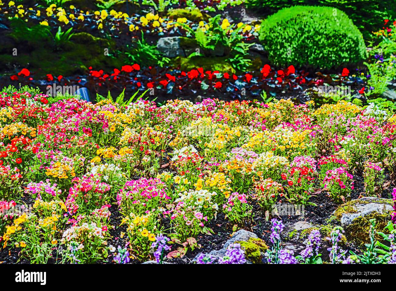 A colorful bed of petunias (Solanaceae, subfamily Petunioideae) at Butchart Gardens near Victoria, Vancouver Island, British Columbia, Canada. Stock Photo