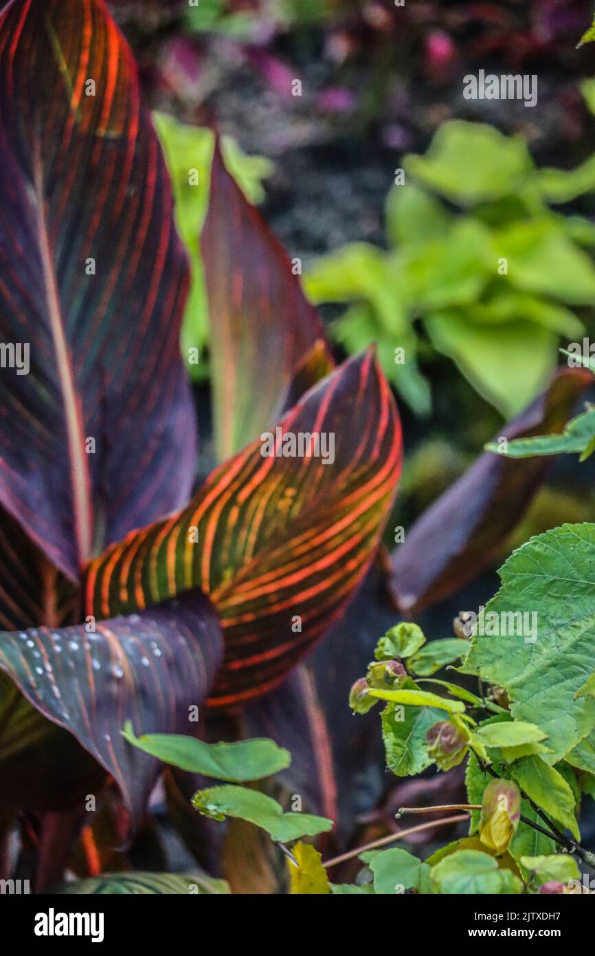 Canna leaves (family Cannaceae) often called Canna lily this is not a true lilly. Seen at Butchart Gardens located in Brentwood Bay, British Stock Photo