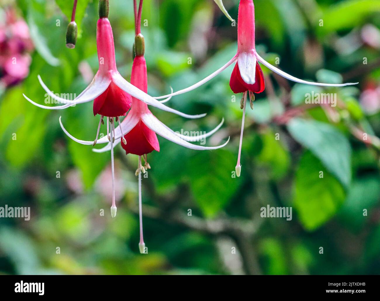 Hanging fuchsias (Onagraceae) at Butchart Gardens located in Brentwood Bay, British Columbia, Canada. Stock Photo
