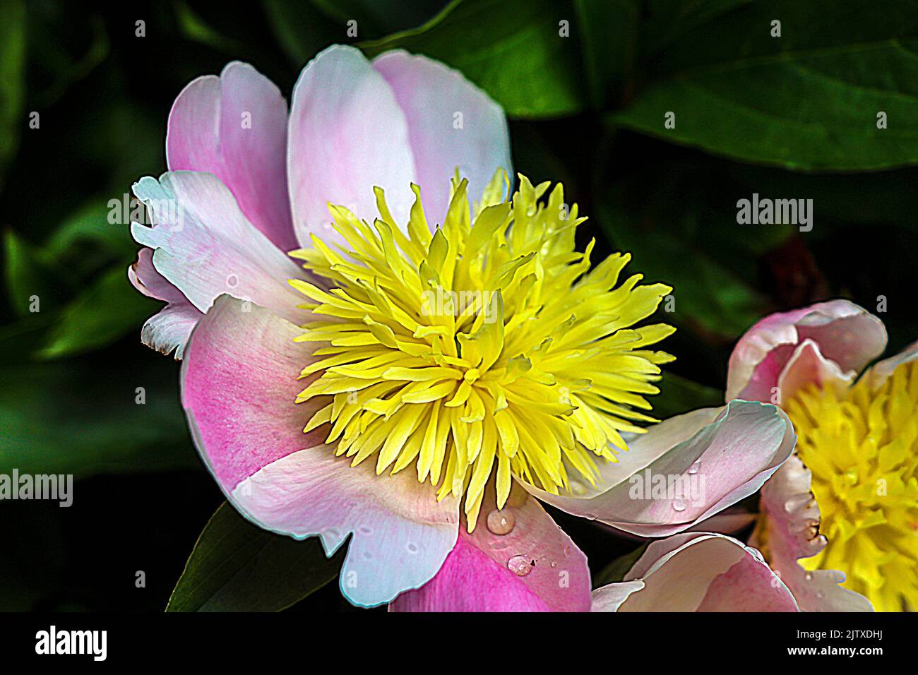 Pale pink peony (Paeonia) with long yellow centers at Butchart Gardens located in Brentwood Bay, British Columbia, Canada. Stock Photo