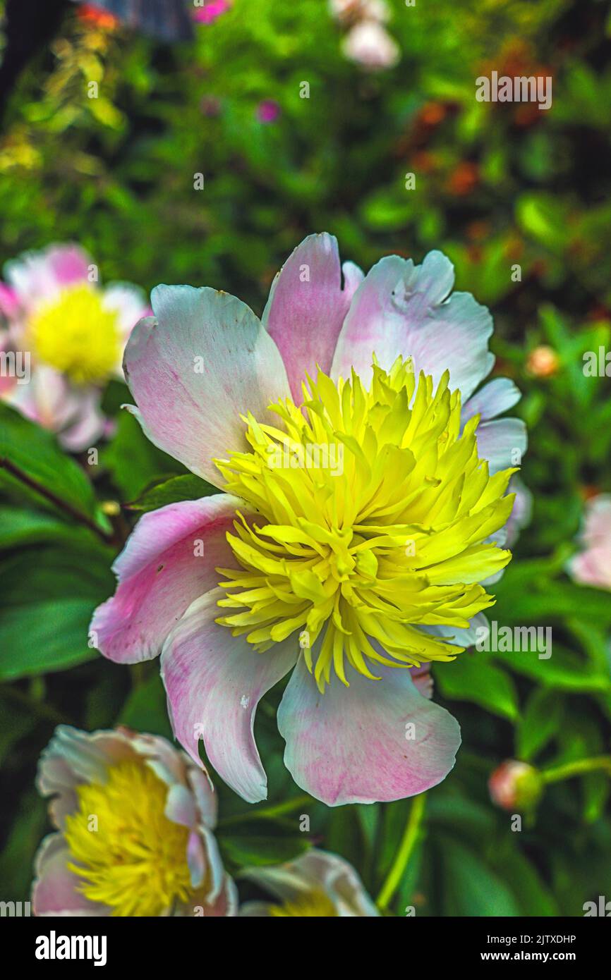 Pale pink peony (Paeonia) with long yellow centers at Butchart Gardens located in Brentwood Bay, British Columbia, Canada. Stock Photo