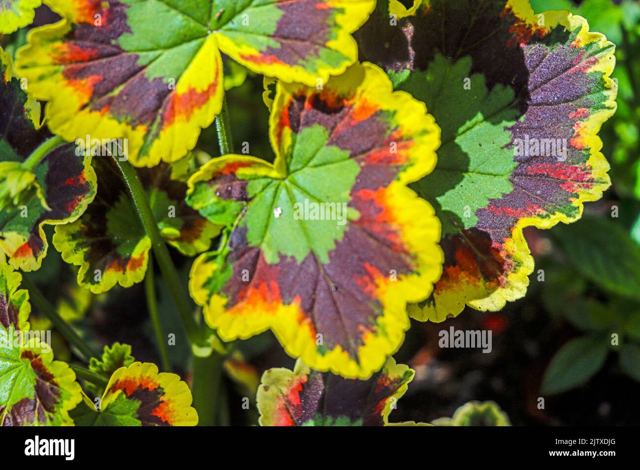 Pelargonium leaves (Geraniaceae). Similar to but not the same as geraniums. Butchart Gardens located in Brentwood Bay, British Columbia, Canada. Stock Photo