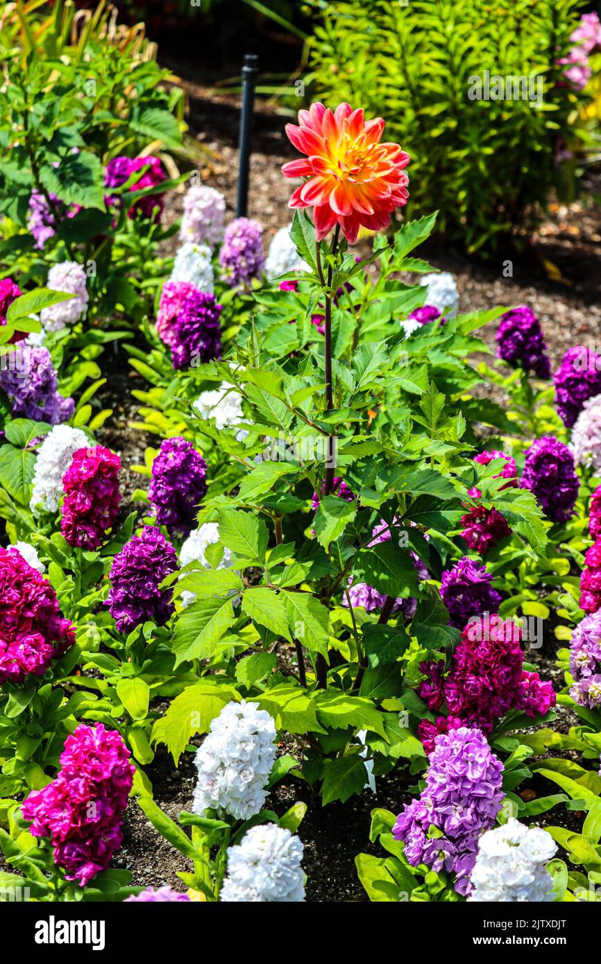 A large orange Dahlia (Dahlia pinnata, family Asteraceae) stands tall among a bed of Hyacinths (Asparagaceae) at The Butchart Gardens, near Victoria, Stock Photo