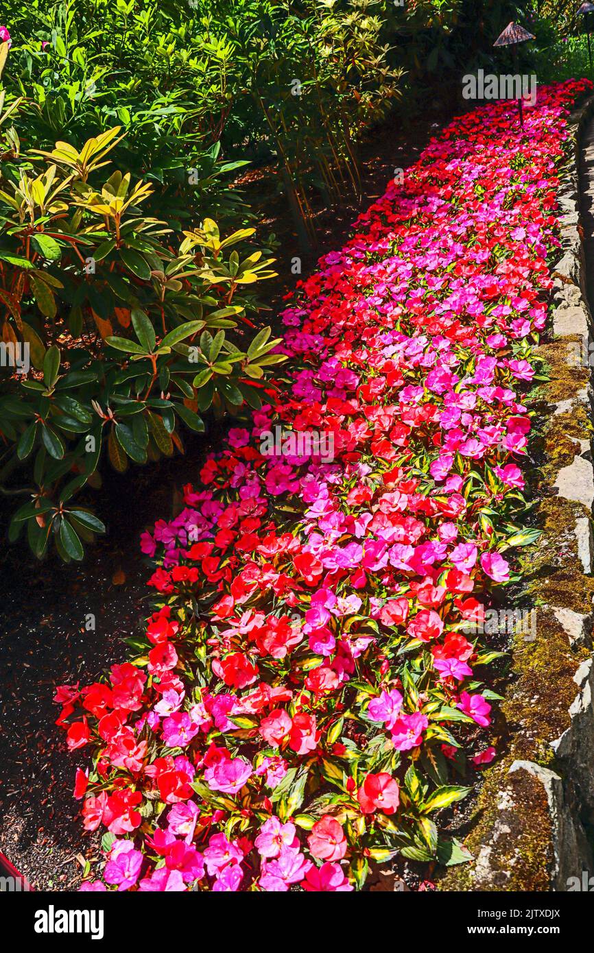A bed of Impatiens (Balsaminaceae) at The Butchart Gardens, near Victoria, B. C. , Canada. Stock Photo