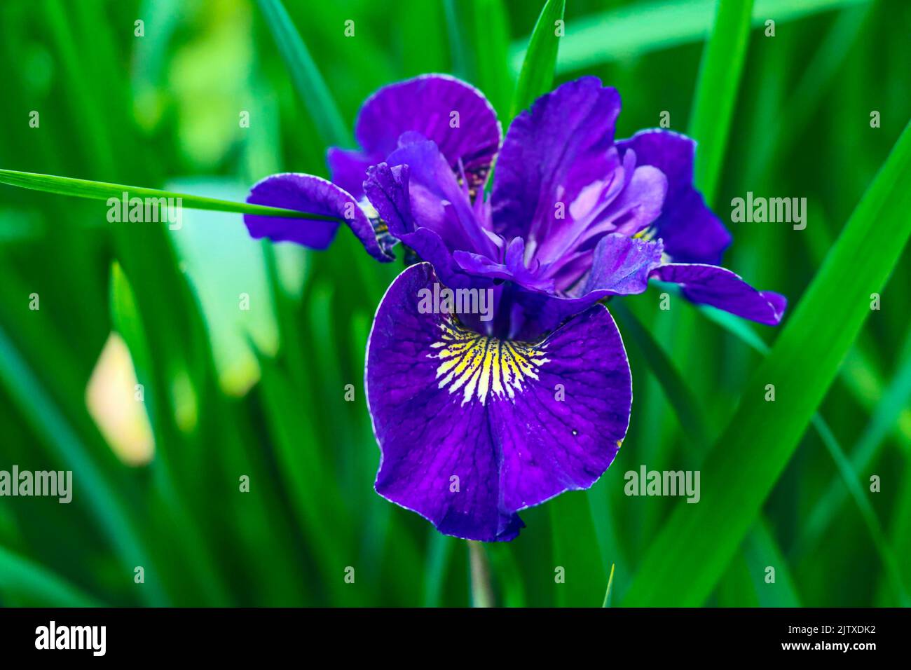 A single blue iris flower seen at Butchart Gardens located in Brentwood Bay, British Columbia, Canada. Stock Photo