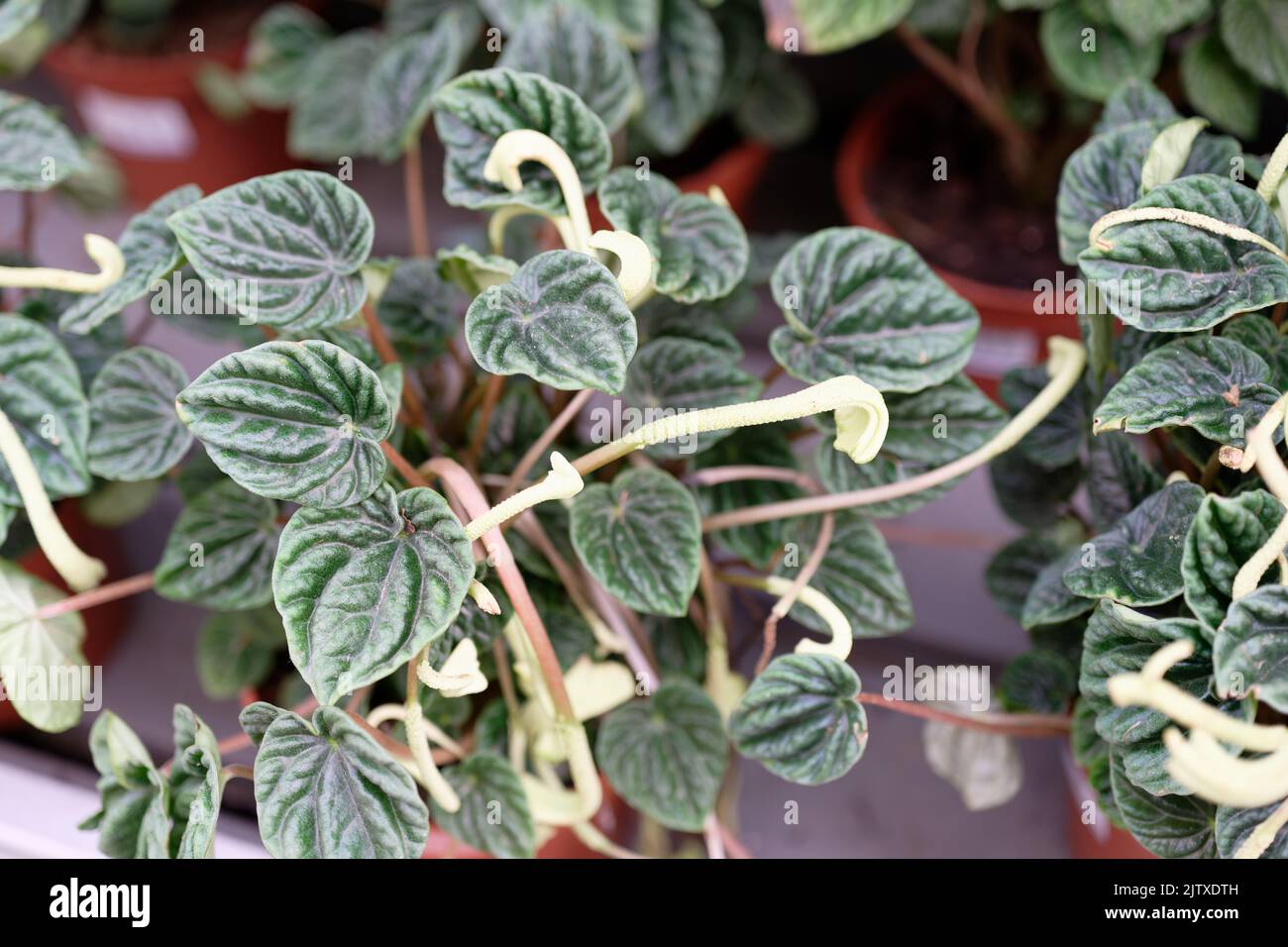 Peperomia caperata, the emerald ripple peperomia, is a species of flowering plant in the family Stock Photo