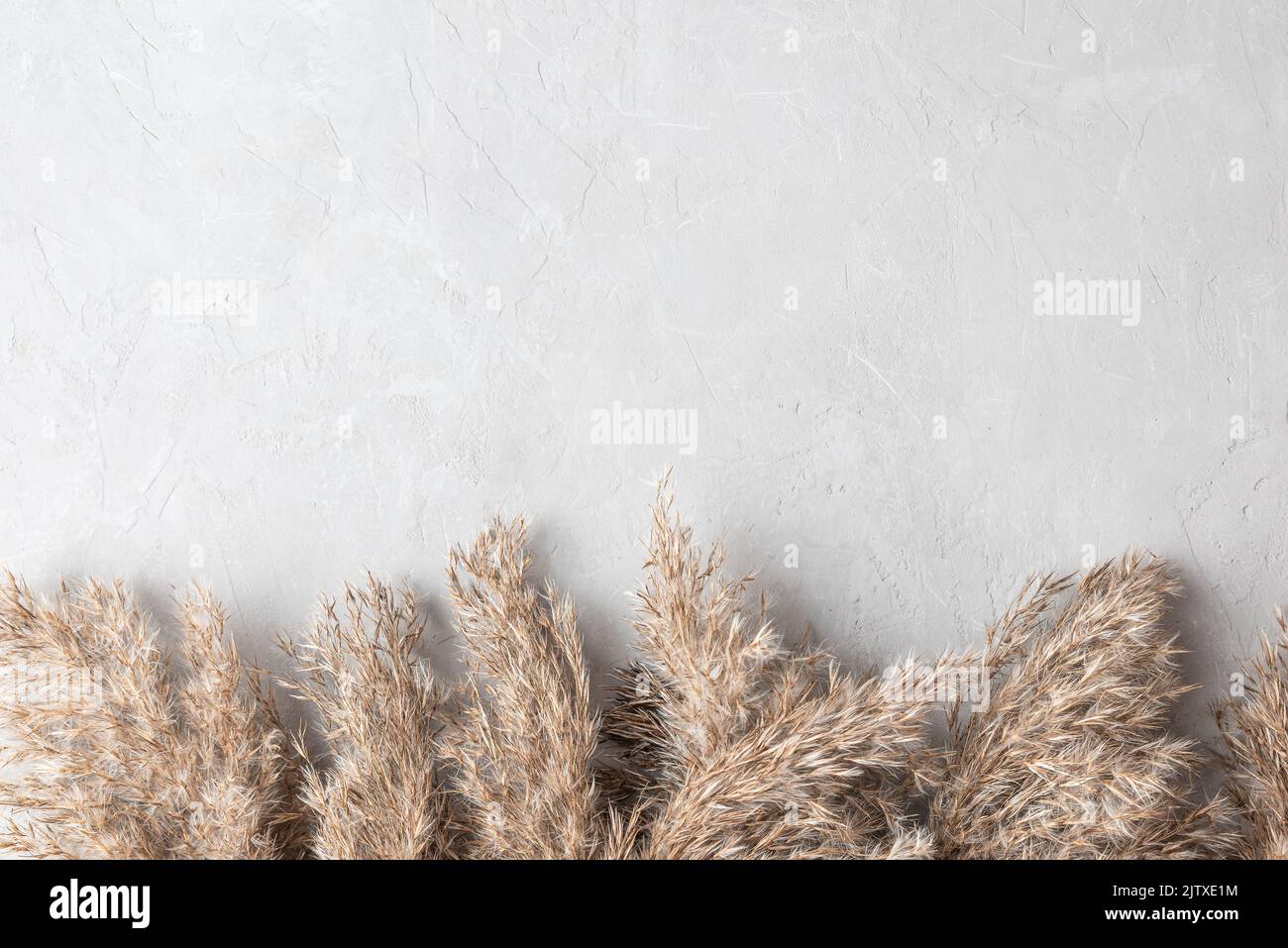 Autumn background. Dry cane reeds or pampas grass on gray concrete background. Minimal, stylish concept. Flat lay. Top view with copy space Stock Photo