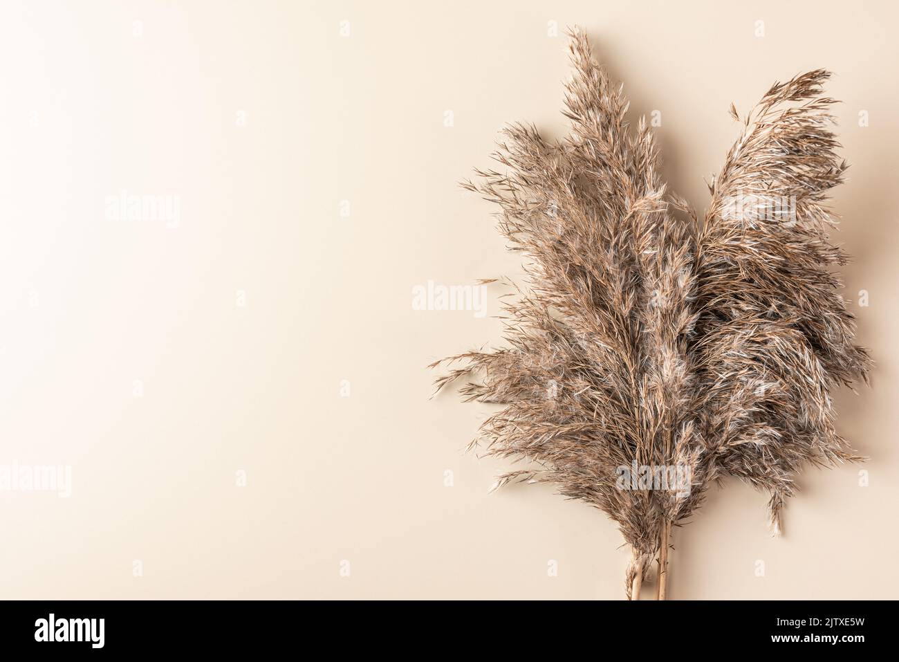 Autumn background. Dry cane reeds or pampas grass on beige background. Minimal, stylish, monochrome concept. Flat lay. Top view with copy space Stock Photo
