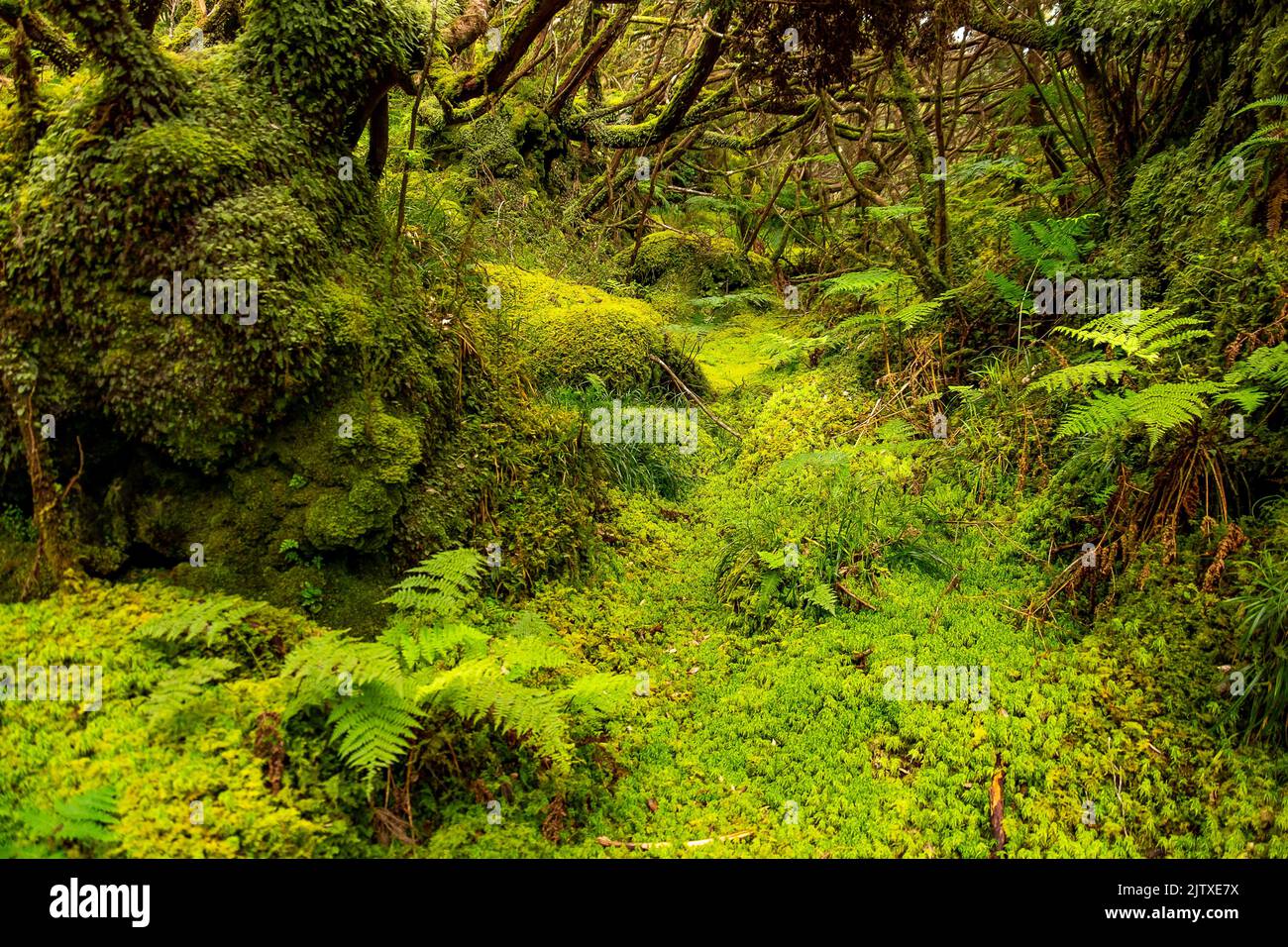 Misterios Negros walking trail, Terceira Island, Azores, Portugal Stock Photo