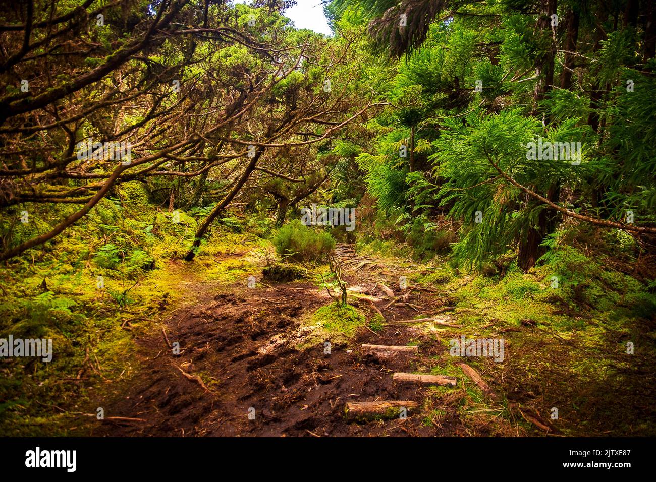 Misterios Negros walking trail, Terceira Island, Azores, Portugal Stock Photo