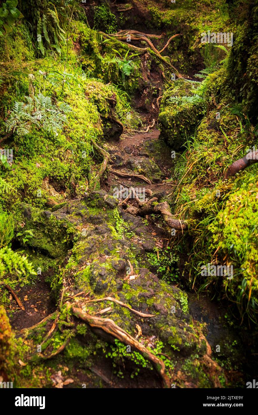 Misterios Negros walking trail, Terceira Island, Azores, Portugal Stock Photo