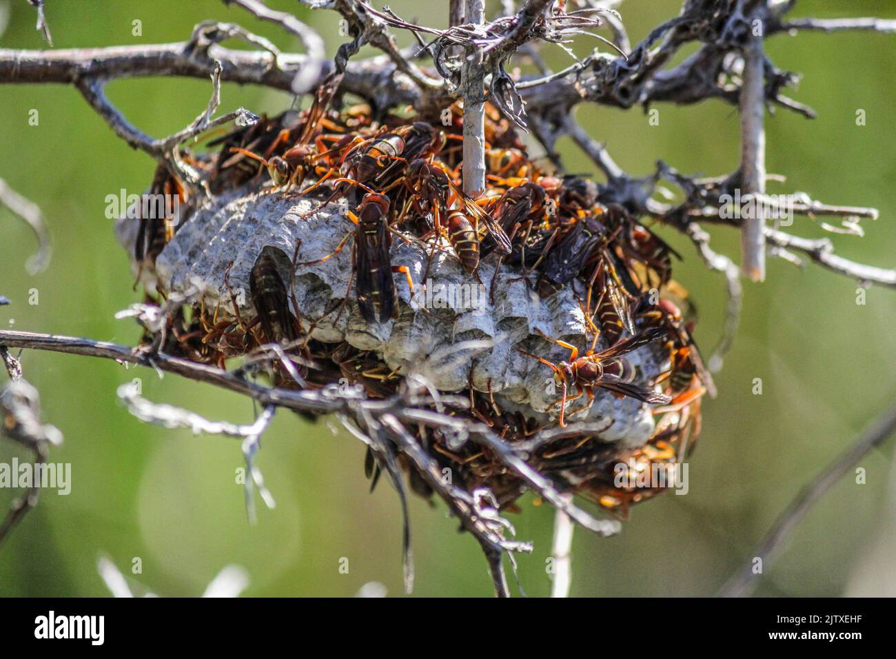 Wasp nest on branches of a shrub. South Florida, United STates of