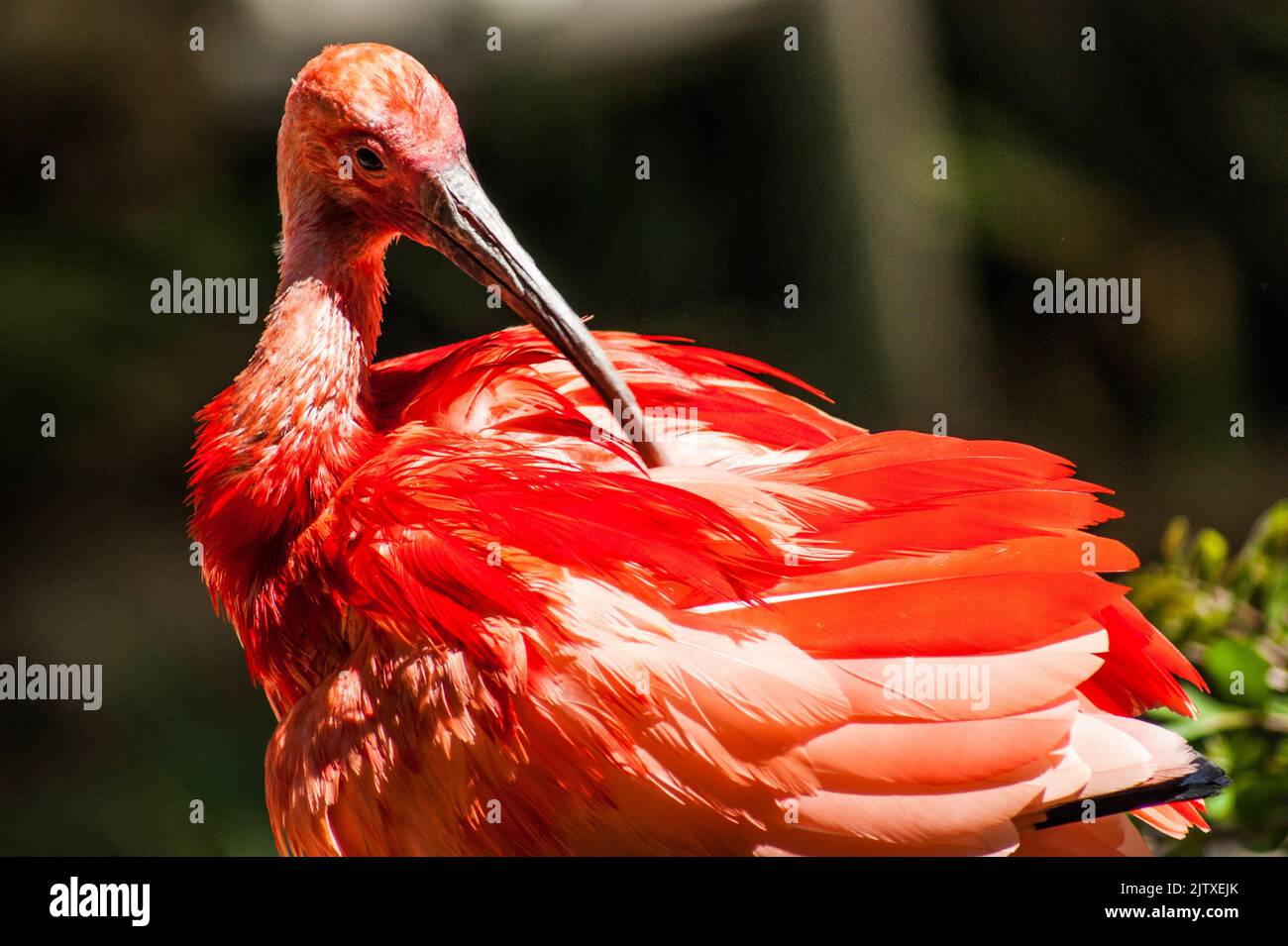 Scarlet ibis (Eudocimus ruber) preening. telephoto. World of Birds
