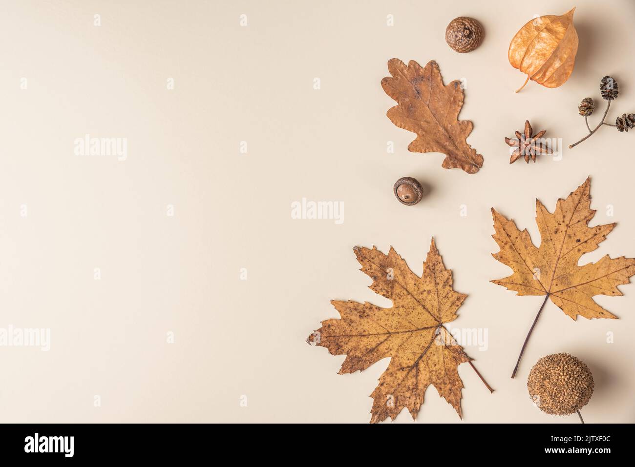 Autumn composition made of dry leaves, flowers, acorn, pine cone, anise star on beige background. Flat lay, top view with copy space Stock Photo