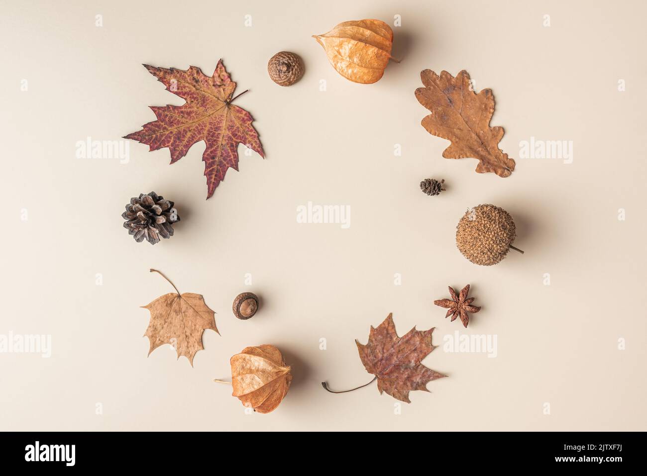 Autumn composition. Frame made of dry leaves, flowers, acorn, pine cone, anise star on beige background. Flat lay, top view with copy space Stock Photo