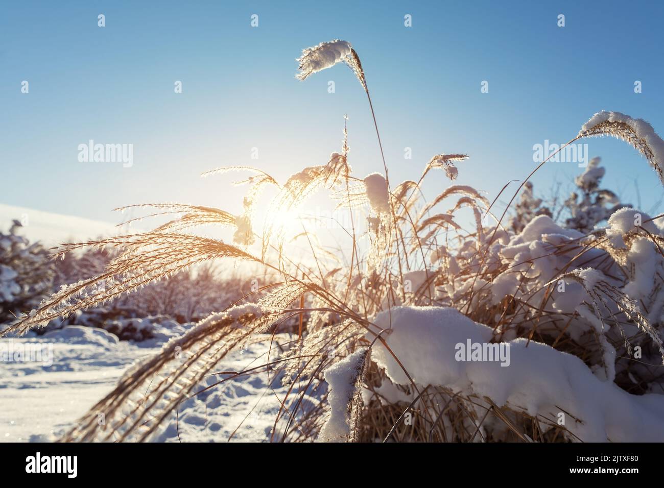 Scenic close-up view Japanese Miscanthus Sinensis dry frozen leaves in home backyard ornamental garden backlit warm sun lights blue sky background Stock Photo