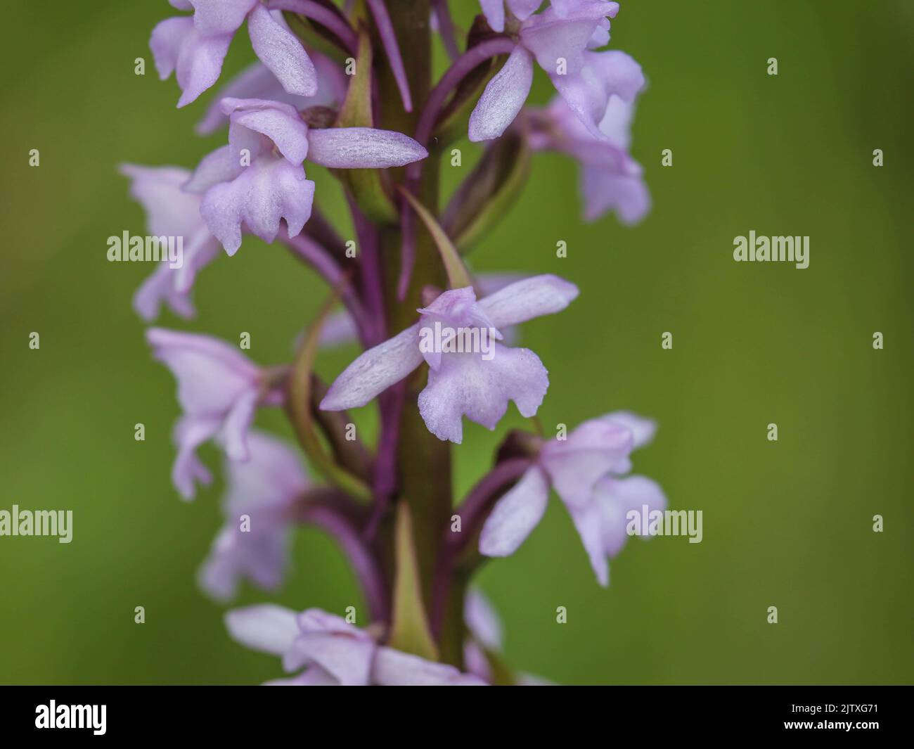 Pale pink flowers of wild orchid named marsh fragrant orchid, latin name Gymnadenia conopsea, in the Tara National Park in western Serbia Stock Photo