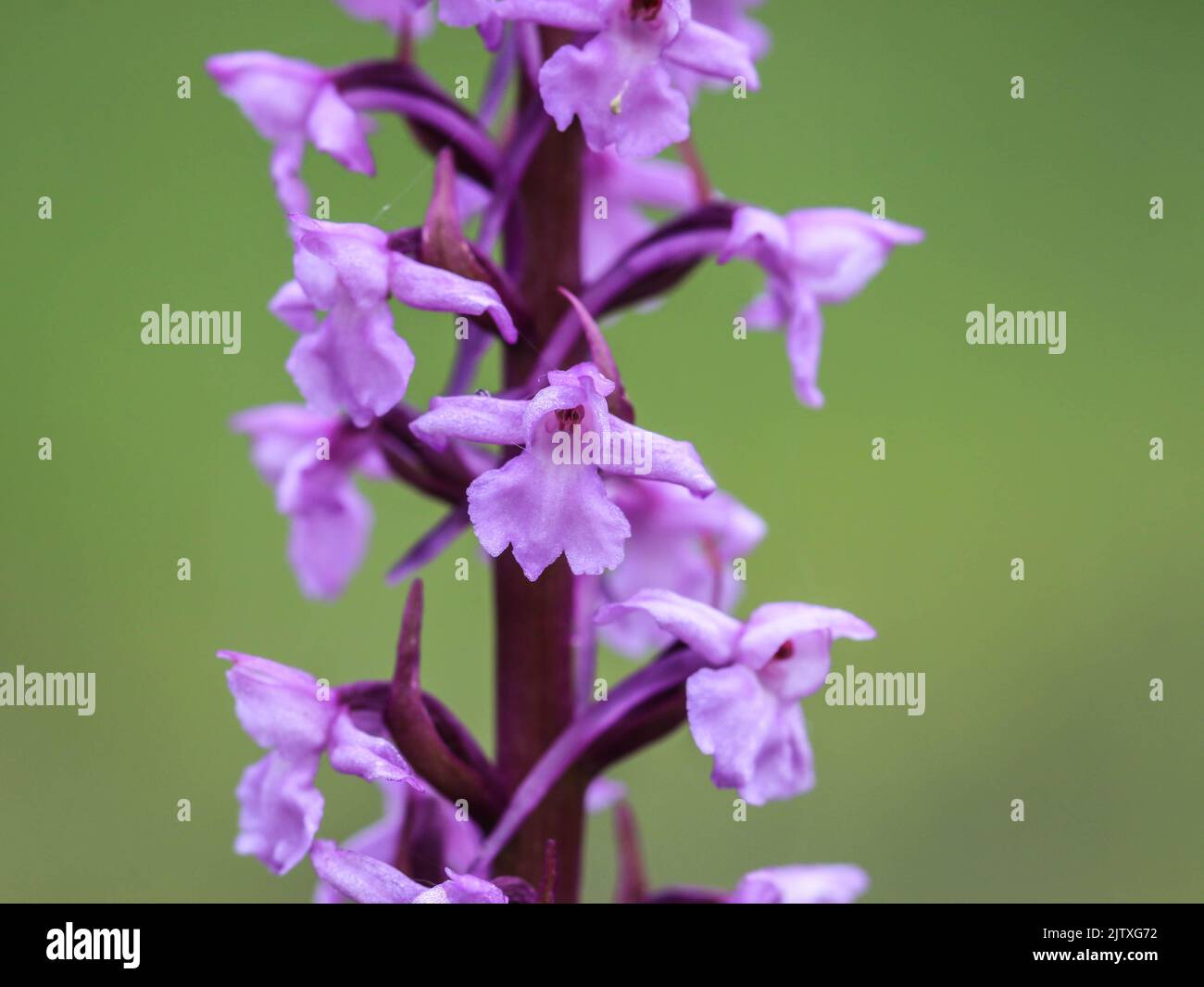 Pale pink flowers of wild orchid named marsh fragrant orchid, latin name Gymnadenia conopsea, in the Tara National Park in western Serbia Stock Photo