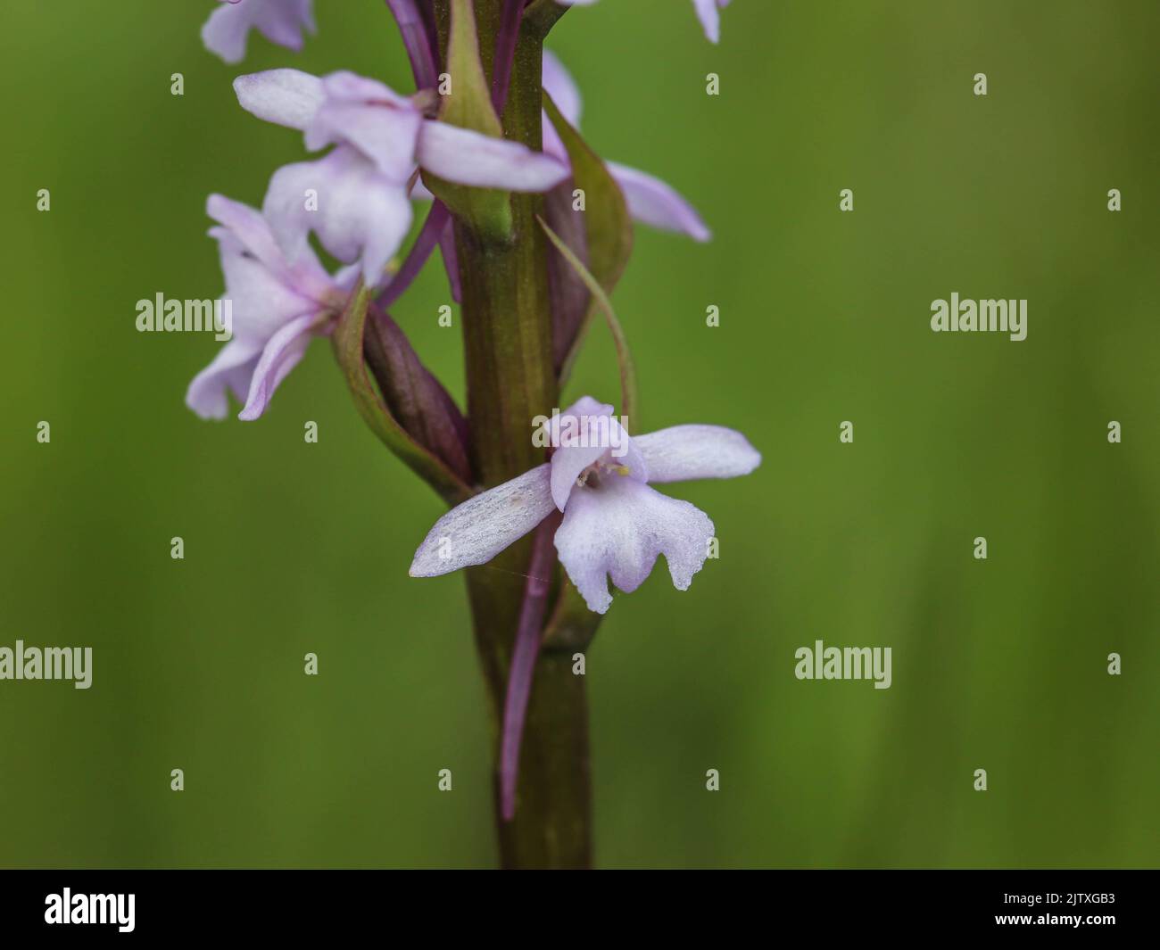 Pale pink flowers of wild orchid named marsh fragrant orchid, latin name Gymnadenia conopsea, in the Tara National Park in western Serbia Stock Photo