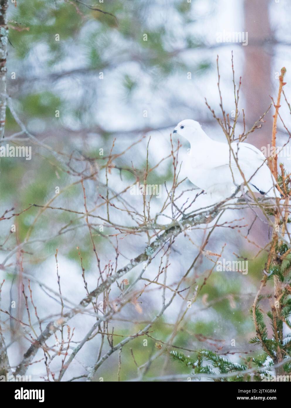 A ptarmigan amidst the branches of a tree in Kuusamo , Finland Stock Photo