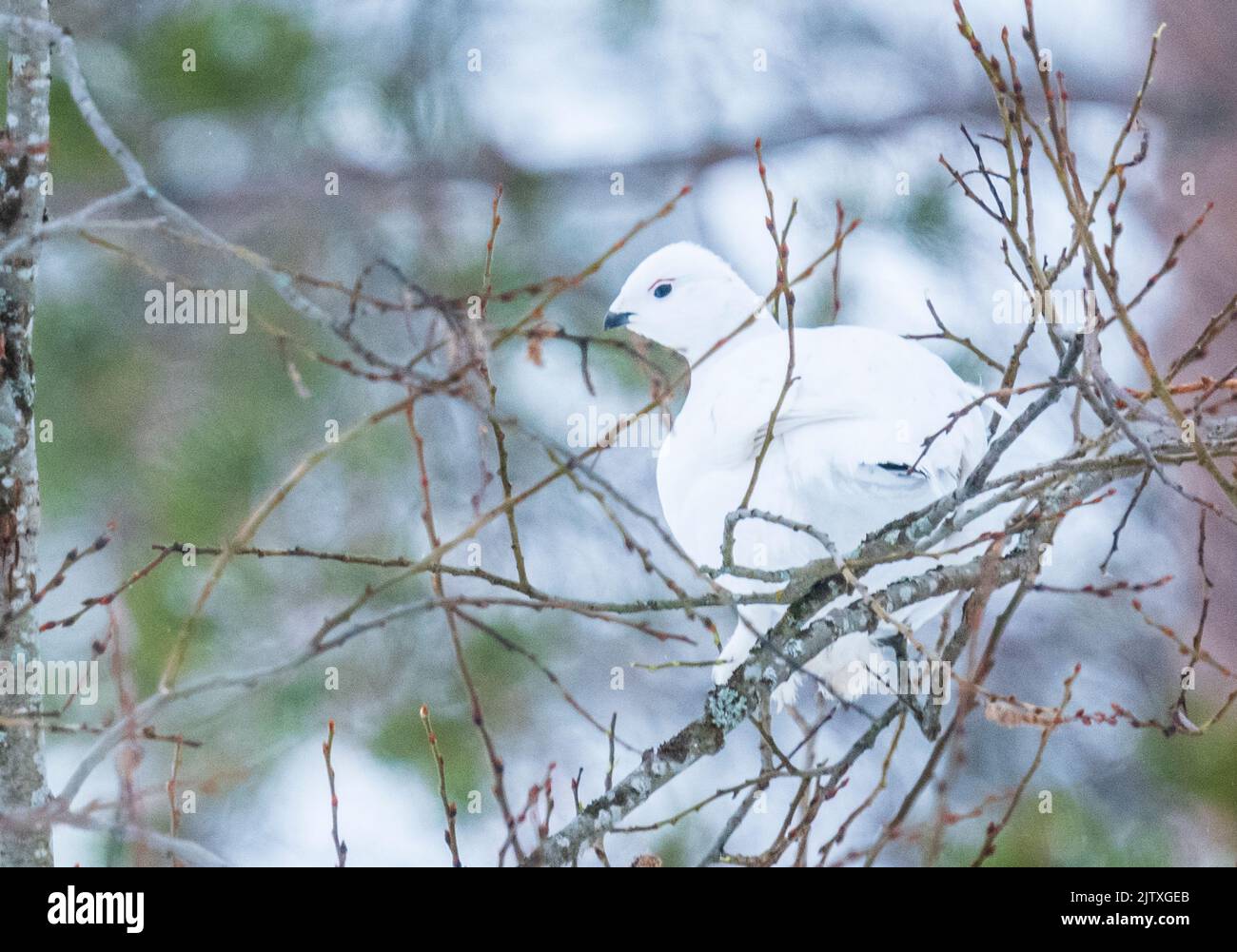 A ptarmigan amidst the branches of a tree in Kuusamo , Finland Stock Photo