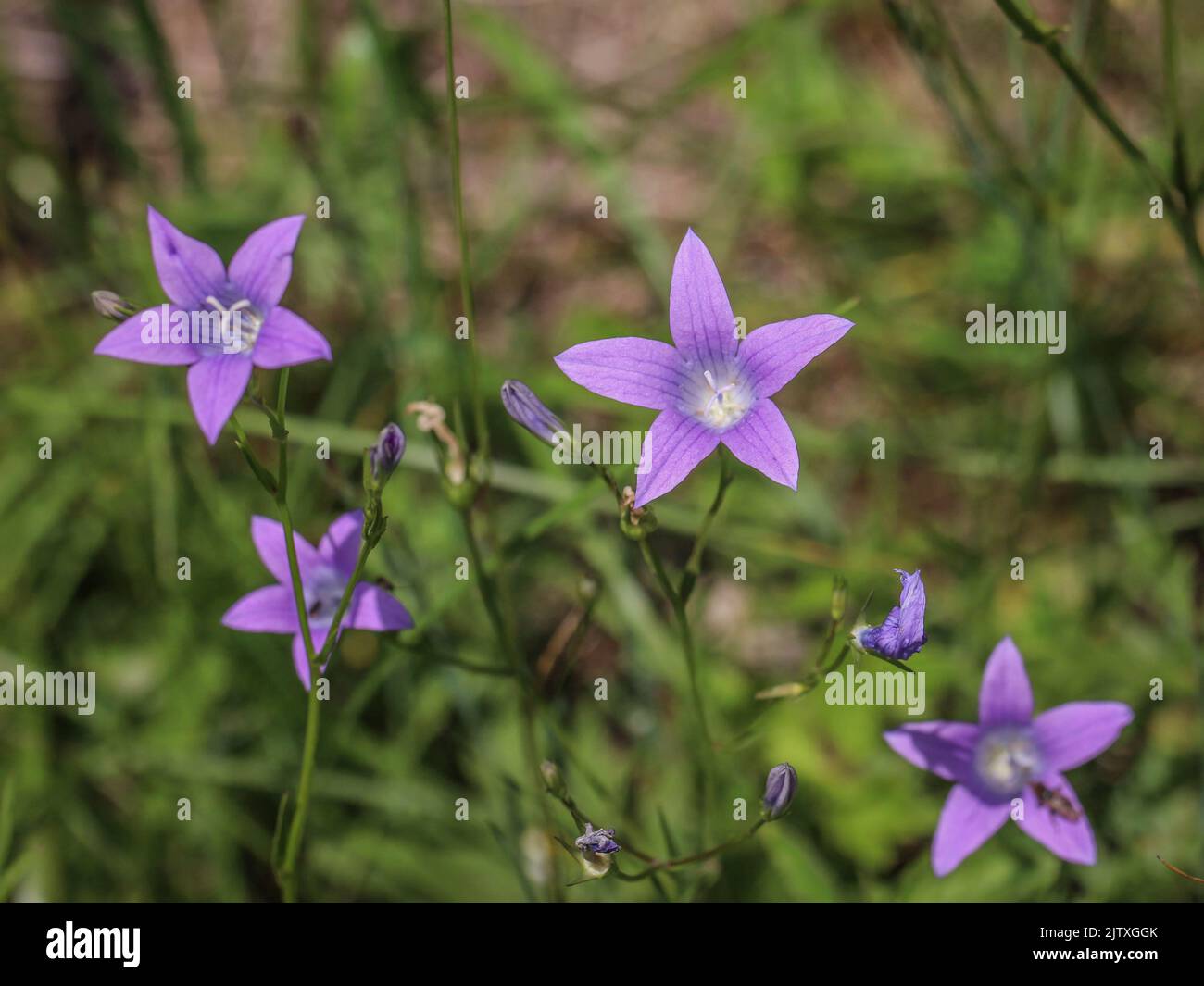 Purple flowers of spreading bellflower (latin name: Campanula patula) in Tara National Park in western Serbia Stock Photo