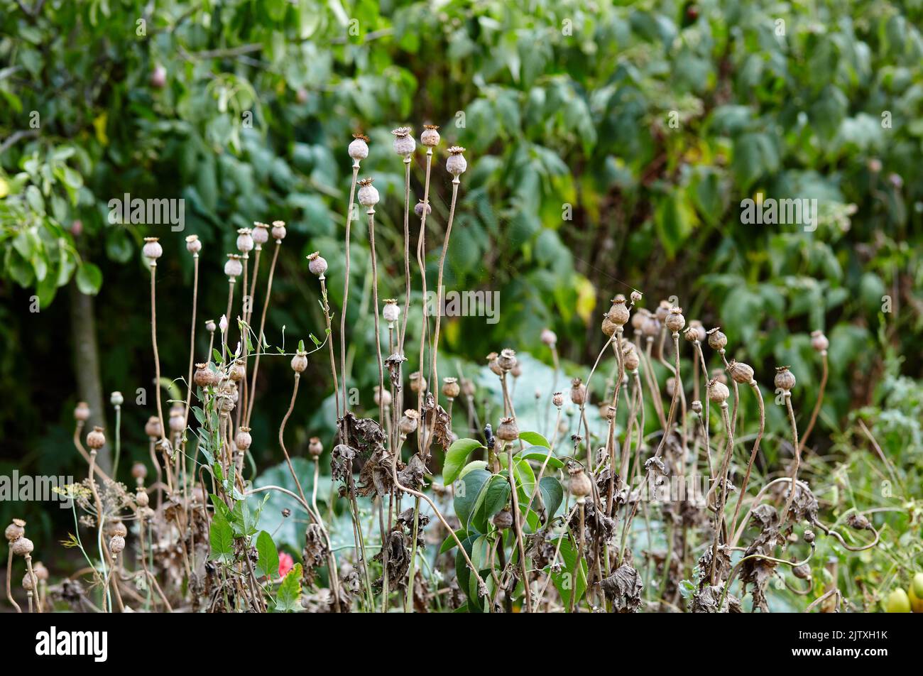 Poppy seed heads in summer with a shallow depth of field. Dry poppy capsules at nature, closeup Stock Photo