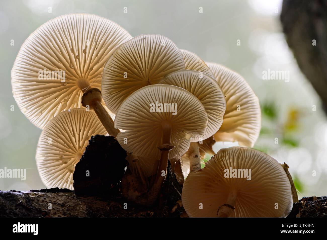 Porselain Fungus on  Beech trunk in an autumn forest Stock Photo