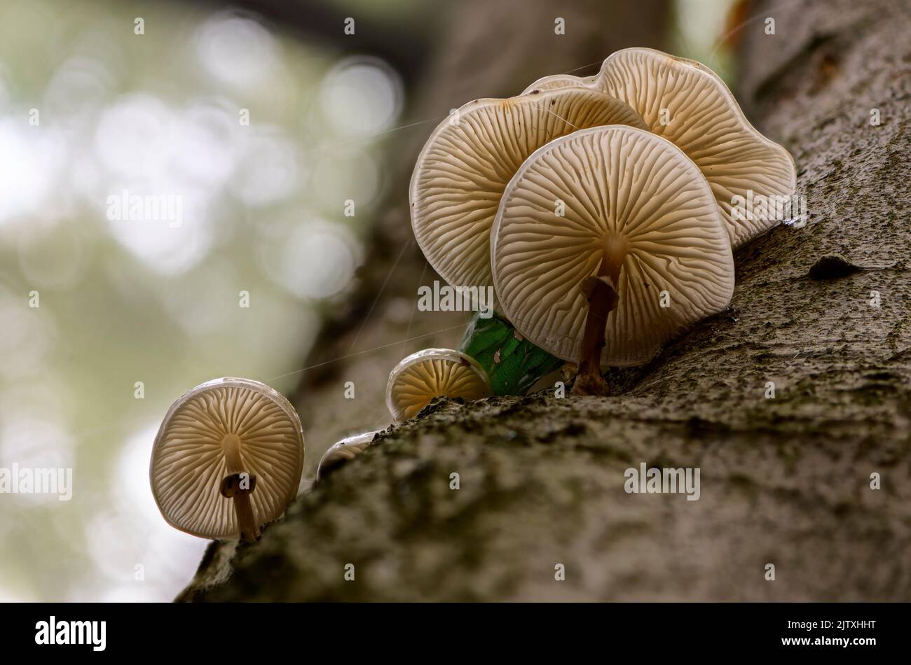 Porselain Fungus on  Beech trunk in an autumn forest Stock Photo