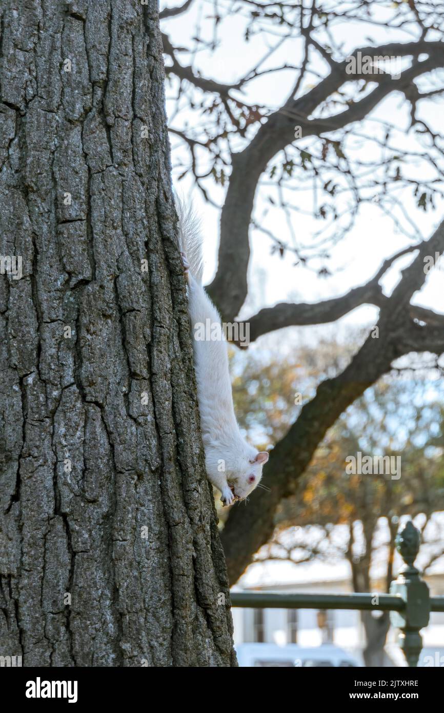 A cute white squirrel close up eating a nut. Selective focus Stock Photo