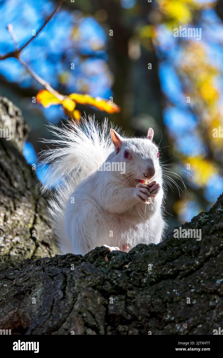 A cute white squirrel close up eating a nut. Selective focus Stock Photo