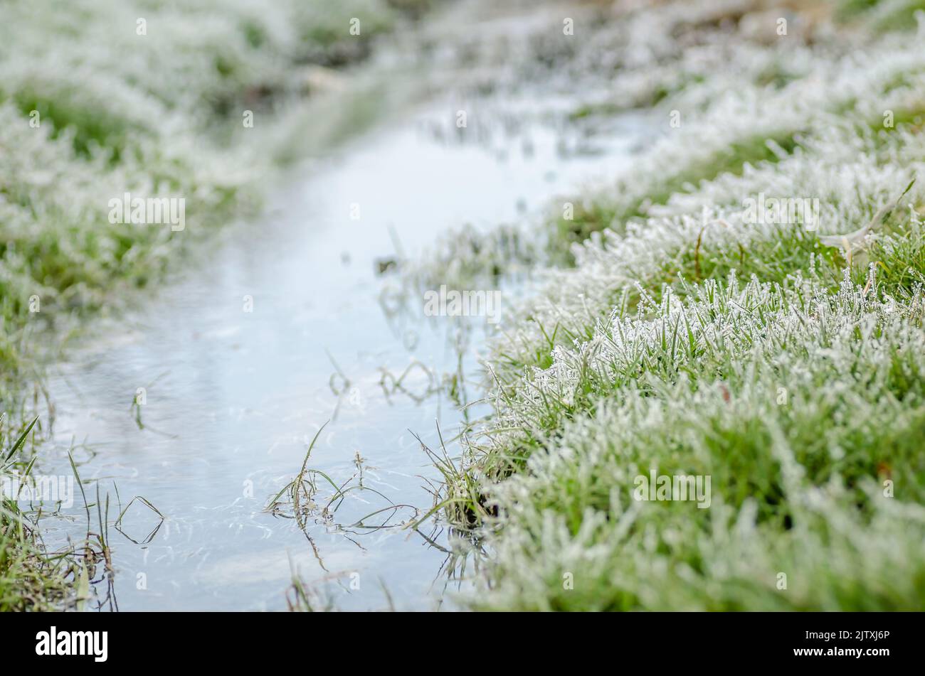 Frost in the early morning on dry meadow plants Stock Photo - Alamy
