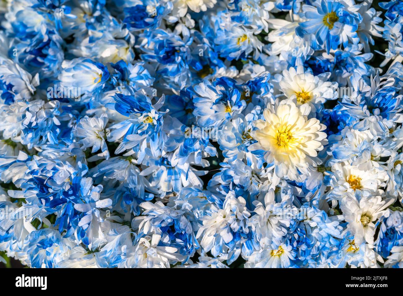 Blue winter asters as a colorful decoration in the garden Stock Photo