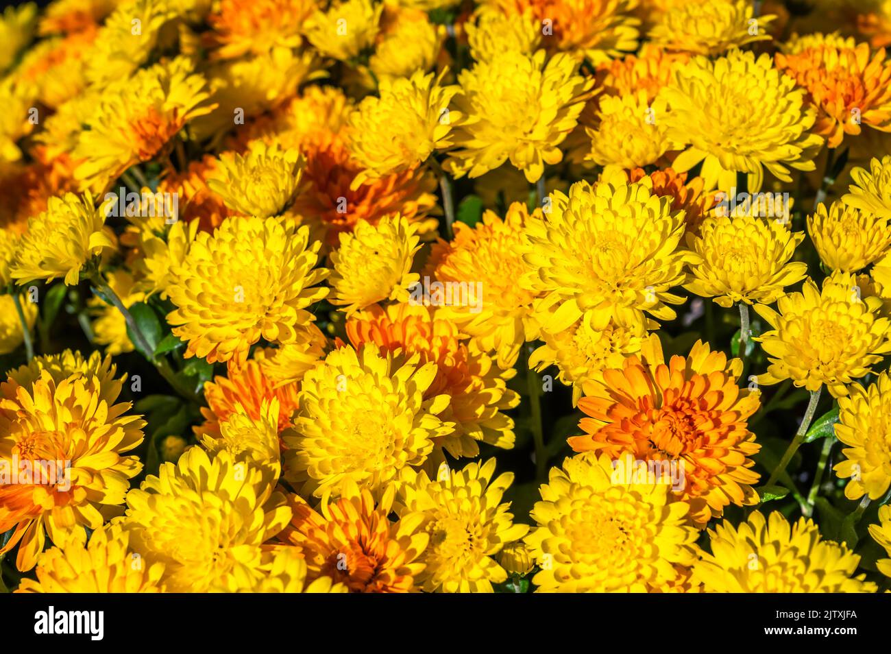 Orange winter asters as a floral background Stock Photo