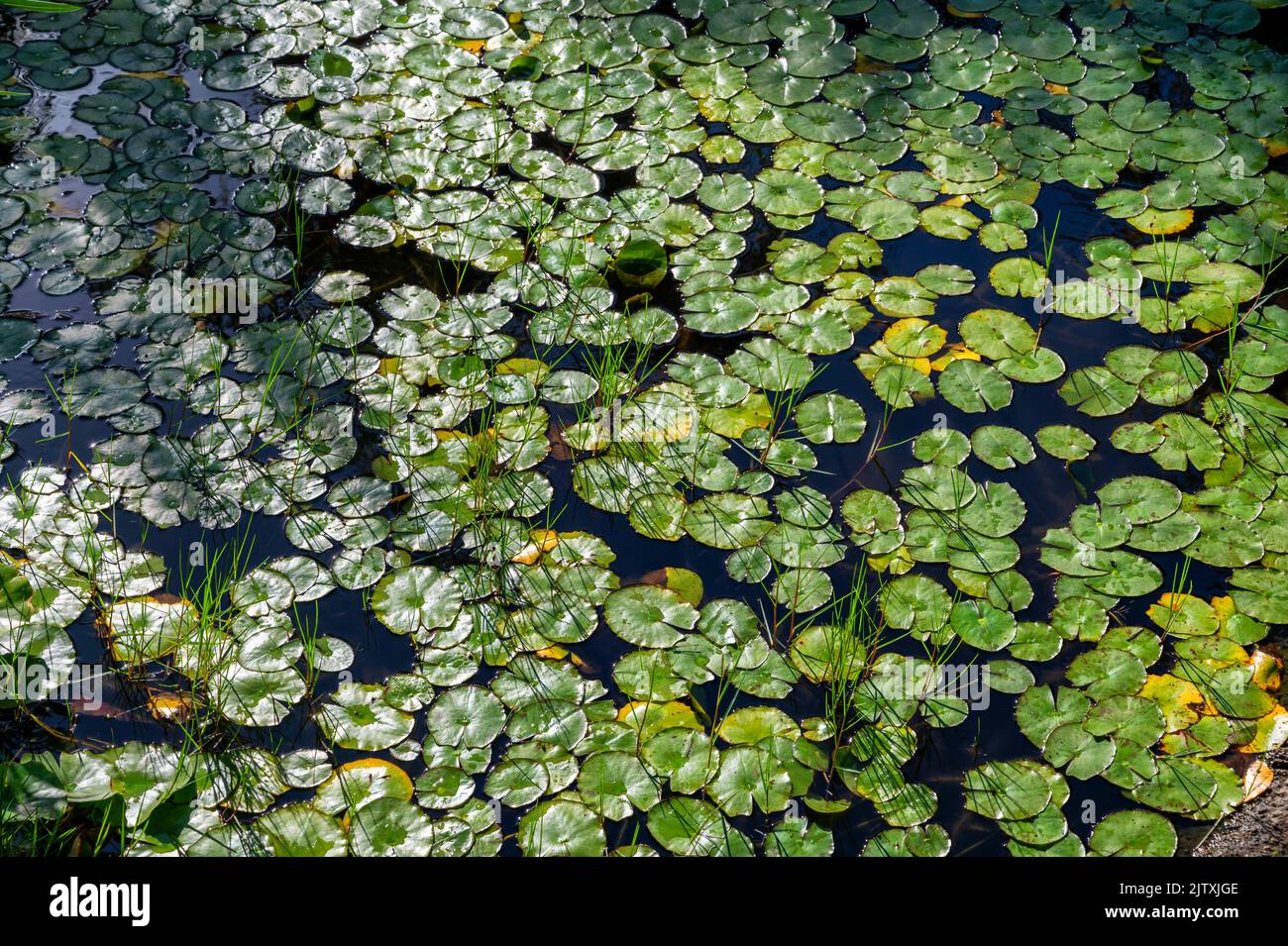 Small pond with many water lily leaves as a habitat for insects Stock Photo