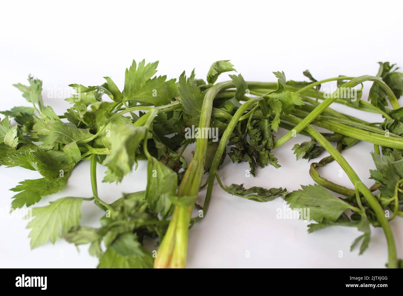 Fresh and wilted parsley leaves. With a mild taste and a pleasant