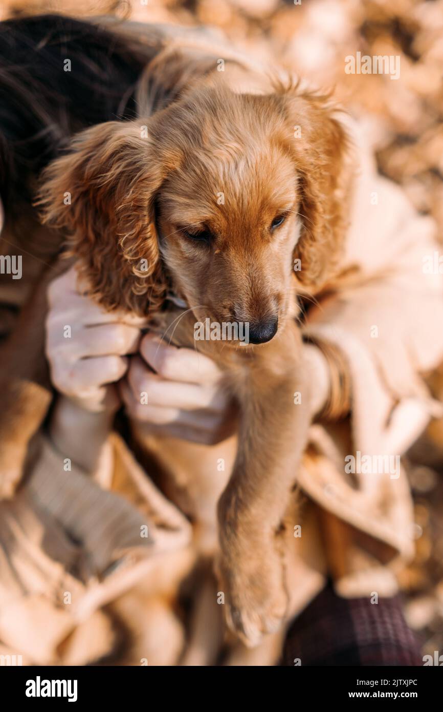 Care Dogs Ears, clean puppy ears. Pet care advice for autumn. Happy