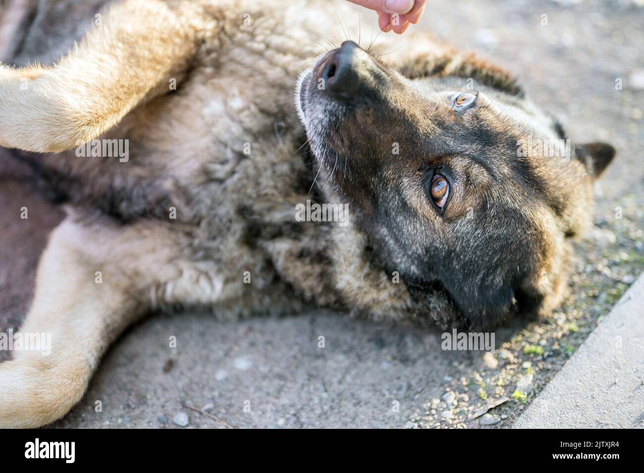 German shepherd lying waiting for pats Stock Photo